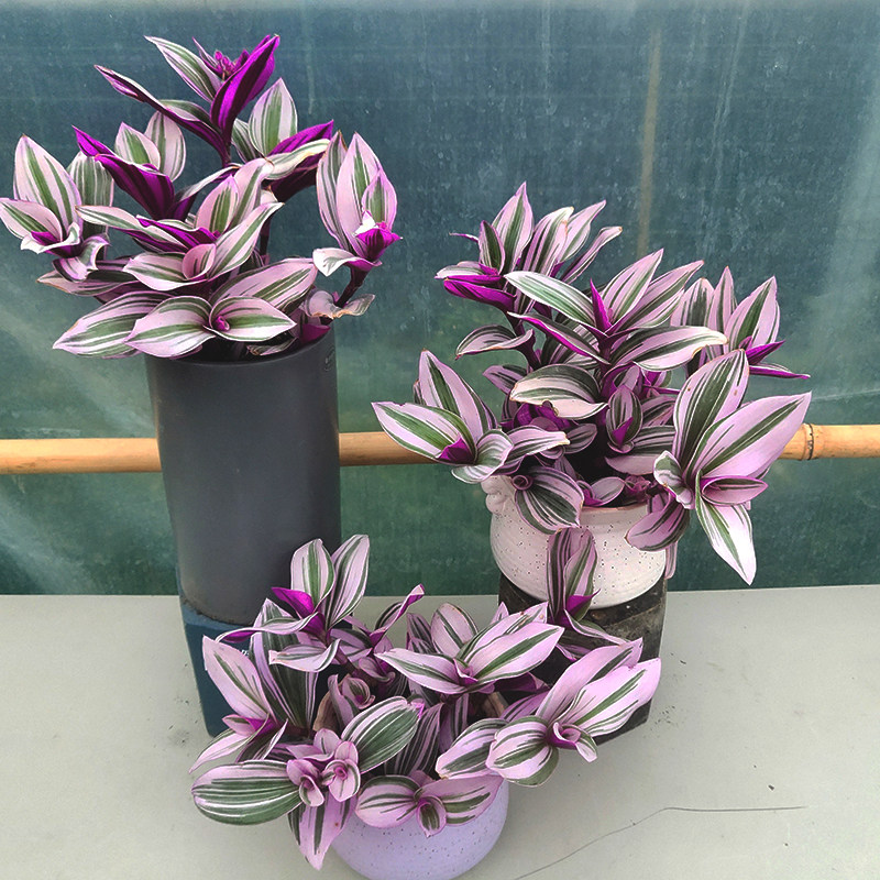 婚礼油画吊兰盆栽多年生彩色阳台庭院多肉网红时令草本花卉