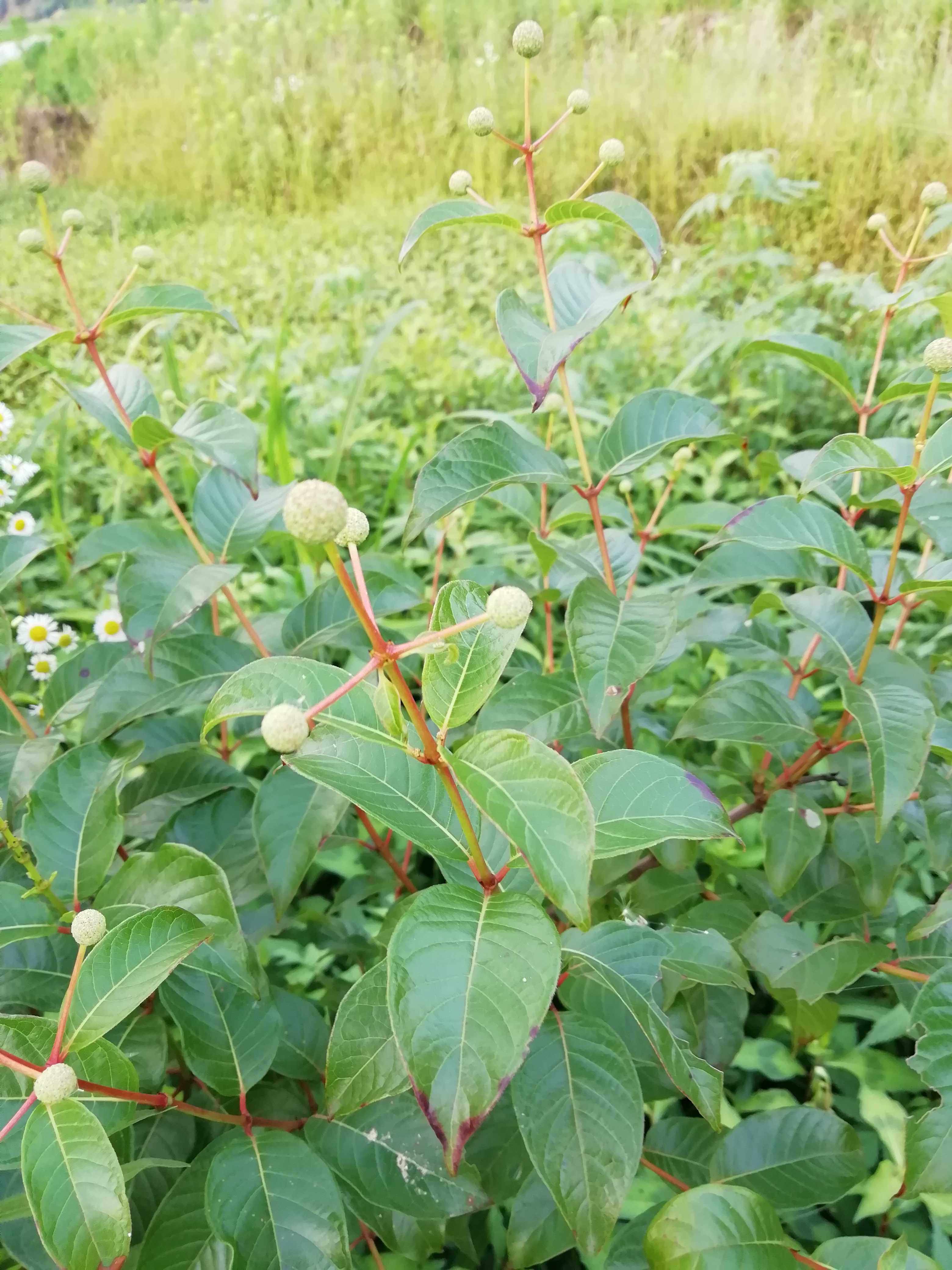 野生水杨梅根新鲜水团花水杨柳白消木中草药水土豆