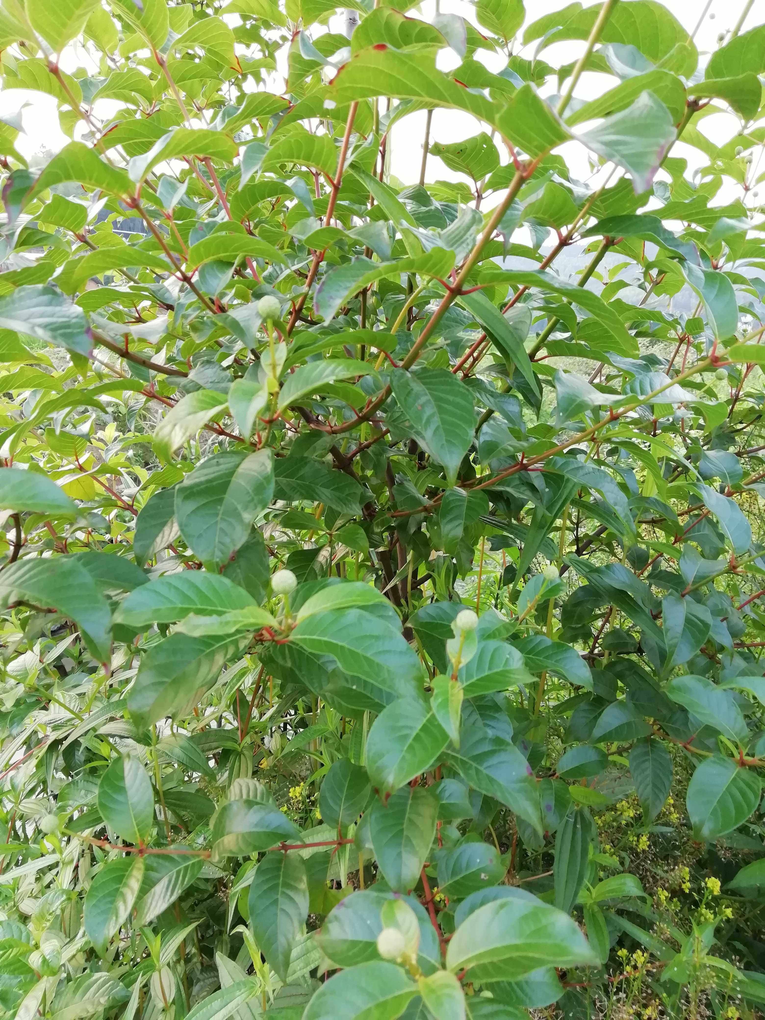 野生水杨梅根新鲜水团花水杨柳白消木中草药水土豆