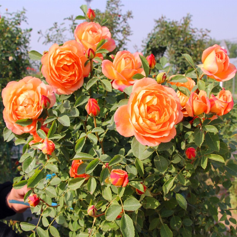 藤本月季夏洛特夫人女郎攀爬爬藤蔷薇拱门黄色好养空气净化剂