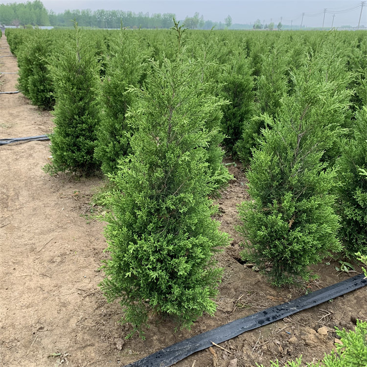 树苗松柏柏树松树侧柏宝塔四季常青树绿化苗树行道树