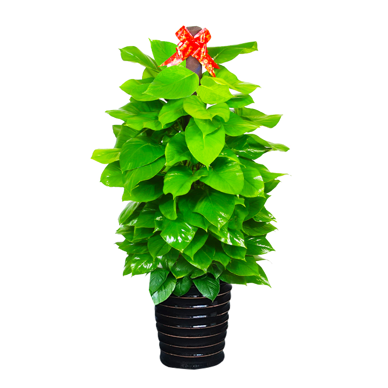 大叶绿萝柱盆栽树室内净化空气大型绿化办公室绿植大型绿植