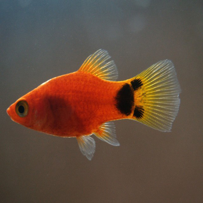 淡水鱼油膜黑玛丽月光皮球米奇小型胎生新手饲养鱼