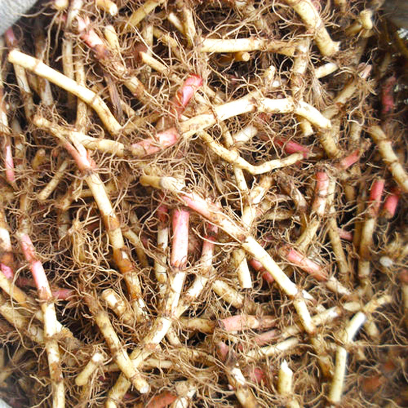 新鲜鱼腥草种种子开花耳根种籽节节种苗盆栽鱼腥草