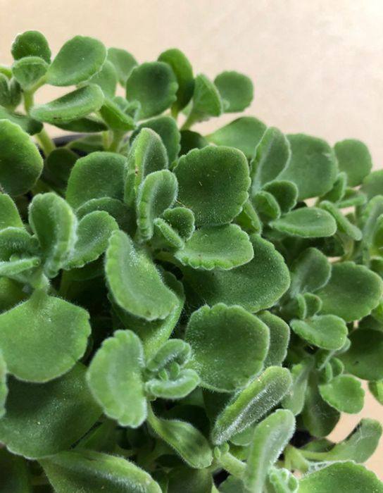 植物一抹抹香盆栽室内芳香浓香驱蚊防虫碰碰绿植