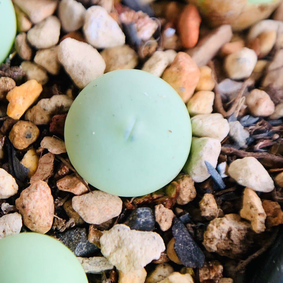 鸽子蛋肉锥番杏多肉植物肉植物盆栽寻仙园阳台窗台庭院易养防辐射