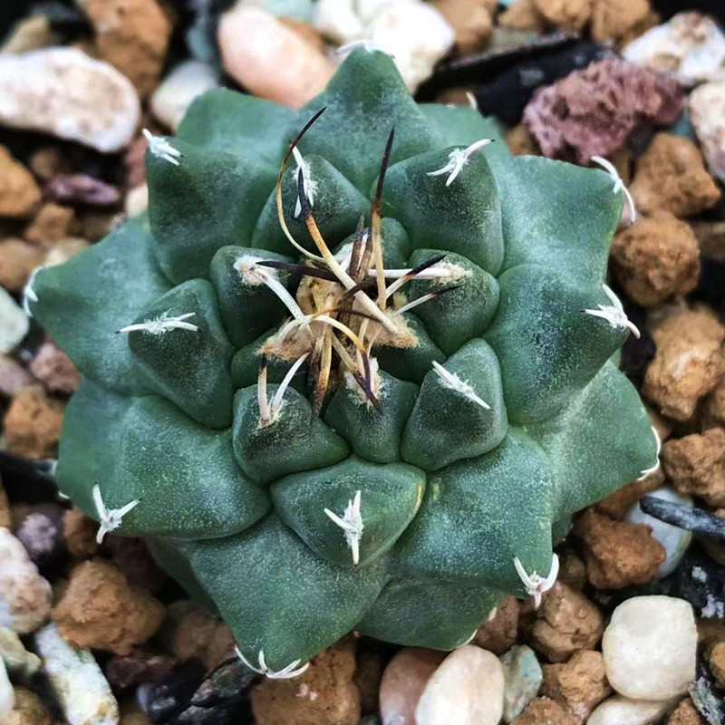 赤花娇丽实生仙人球萌多肉植物绿植盆栽寻仙园多肉植物