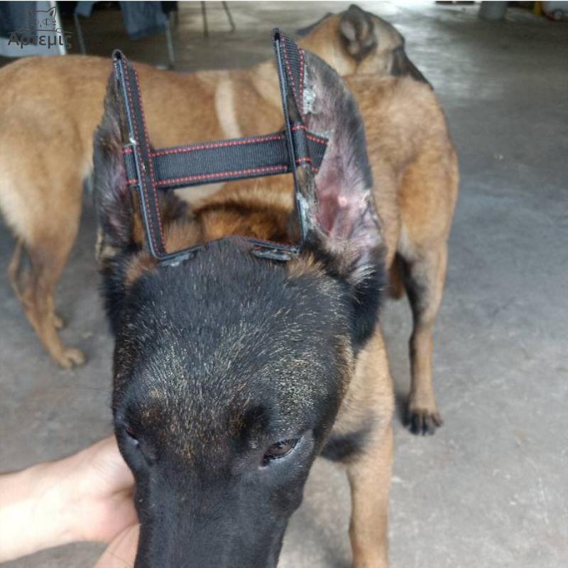 宠物立耳器狗狗耳朵矫正神器马犬杜宾犬德牧黑狼杜宾专用幼犬耳贴