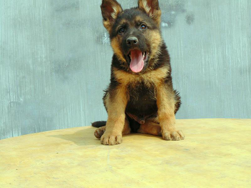 牧羊犬福州出售德国纯种幼犬弓背大型犬狗德牧狗狗