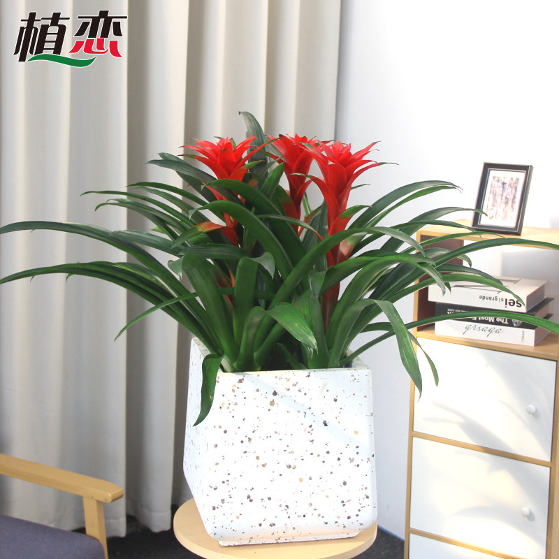 鸿运当头盆栽盆景花卉绿植四季开花乔迁送礼植物大型绿植
