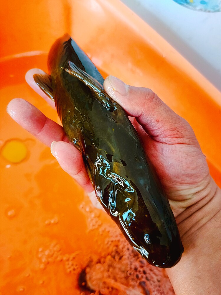 东北纯江牛尾巴淡水鱼类速冻发货坏了包赔一份二斤淡水鱼类