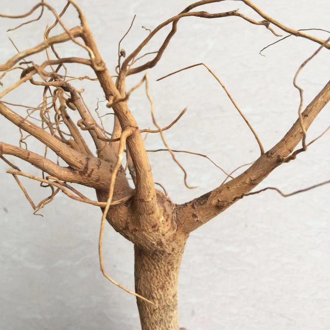 棉花农家原根过冬花的根头可切段中药材1斤包邮其他药食同源食品