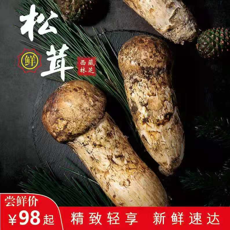 松茸西藏云南79cm出口精品蘑菇白蘑菇菌菇野生新鲜松茸