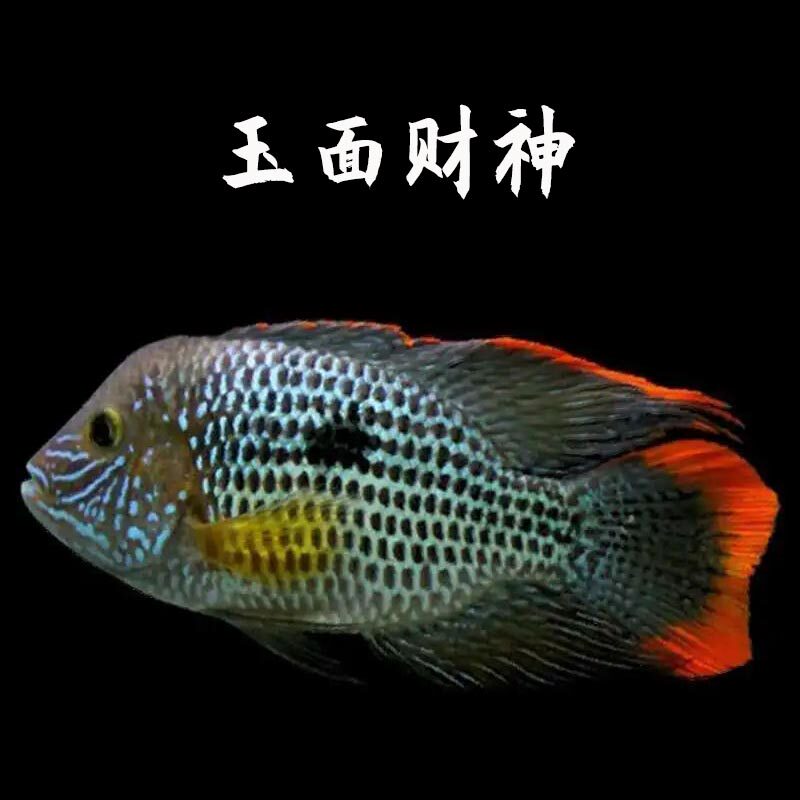 红尾皇冠鱼活体玉面淡水水银龙鱼蓝面财神中大型鱼