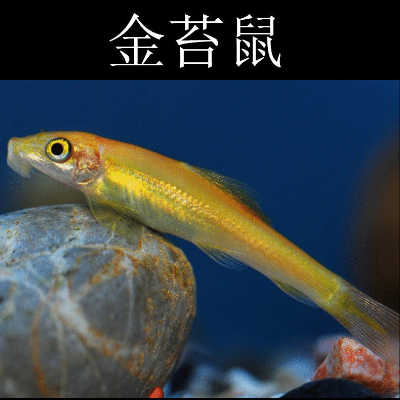 金苔鼠清洁洁鱼工具鱼吃垃圾清道夫淡水观赏鱼活体鱼