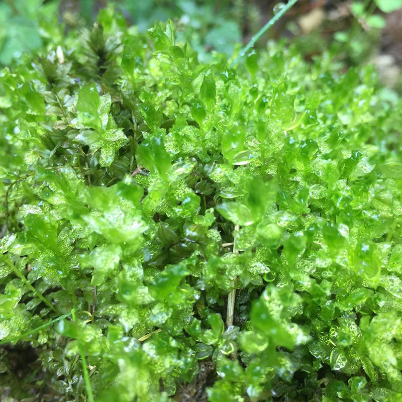 苔藓微景观野生尖叶匍灯藓吸水石雨林缸水陆缸造景提灯藓匐灯藓_双氙