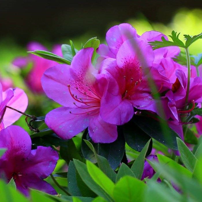 苗木庭院大杯杜鹃四季常青绿化杜鹃花毛娟绿植观叶