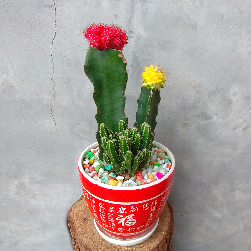 桌面万重山盆景老桩仙人山盆栽仙人柱五指山防辐射吸甲醛多肉植物