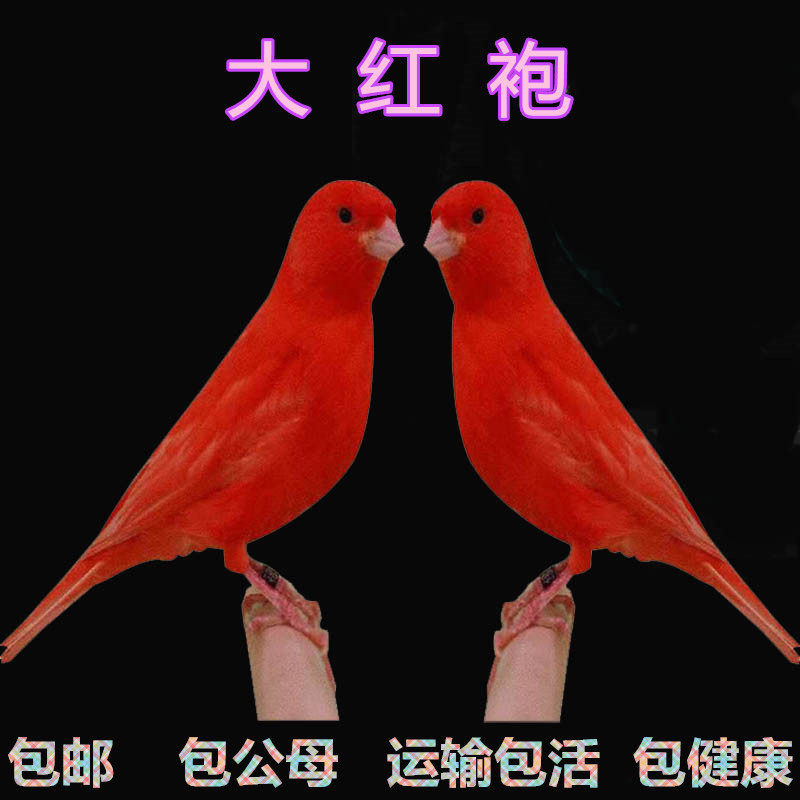 大红红袍辣椒红玉鸟芙蓉马赛克小丑小格白玉鸟金丝雀鸟