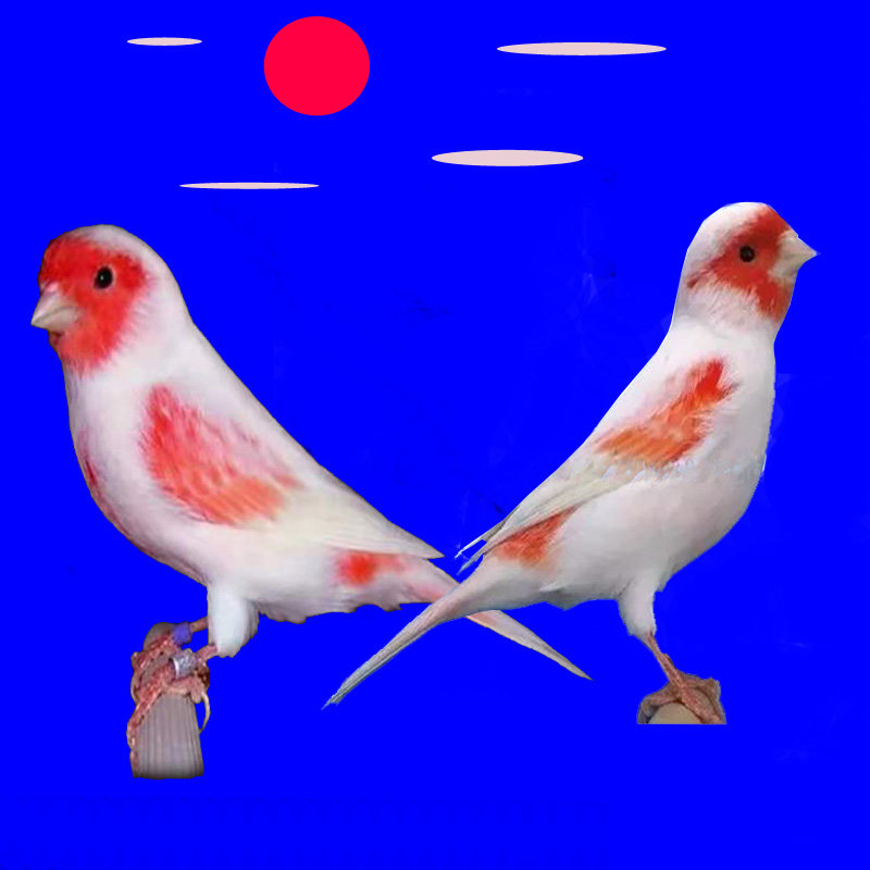 大红红袍辣椒红玉鸟芙蓉马赛克小丑小格白玉鸟金丝雀鸟