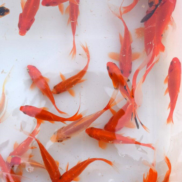 包邮小红鱼活体龙鱼饲料鱼好观赏鱼冷水淡水淡水鱼鱼