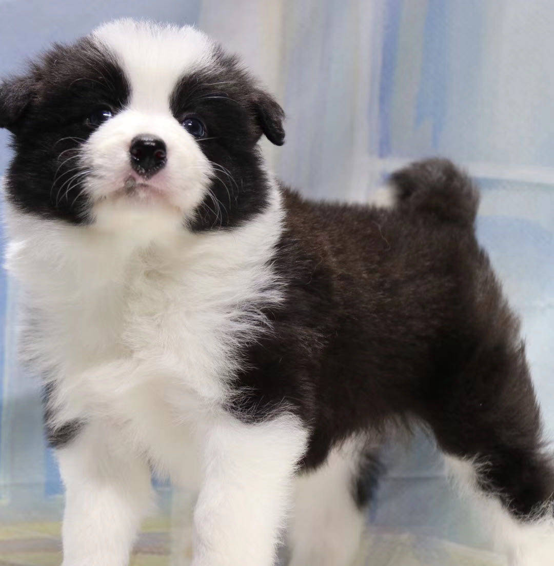 纯种边境牧羊犬幼犬七白三通边牧宠物宠物狗狗狗狗狗