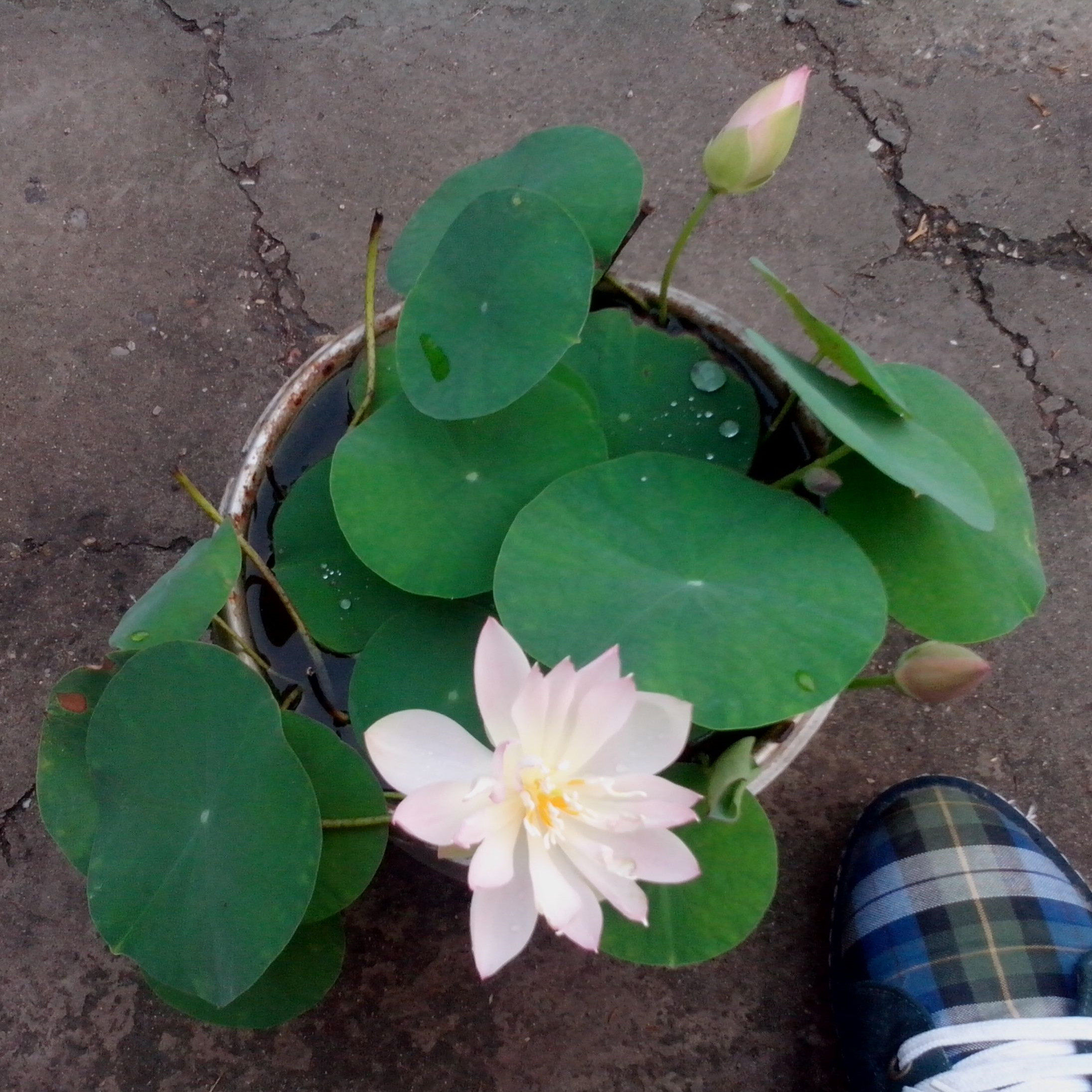 花卉碗莲水培植物四季开花水生荷花盆栽水养花卉