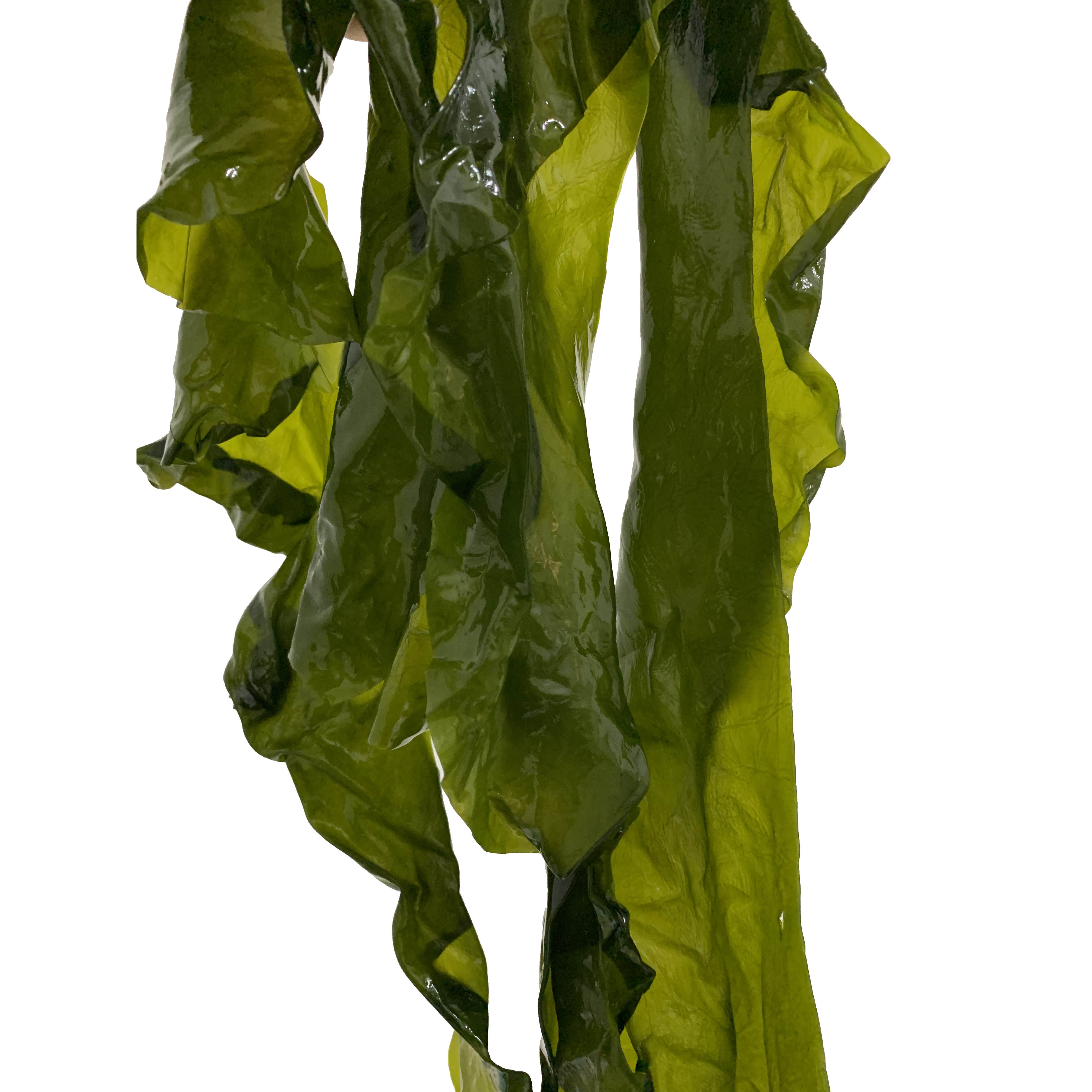 海带盐渍5斤包邮整箱凉拌火锅半干干货荣成海带