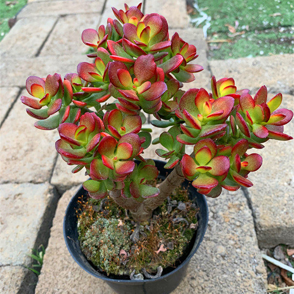 姬红花月 红叶玉树老桩多肉植物群生多头云南露养昆明热销包邮