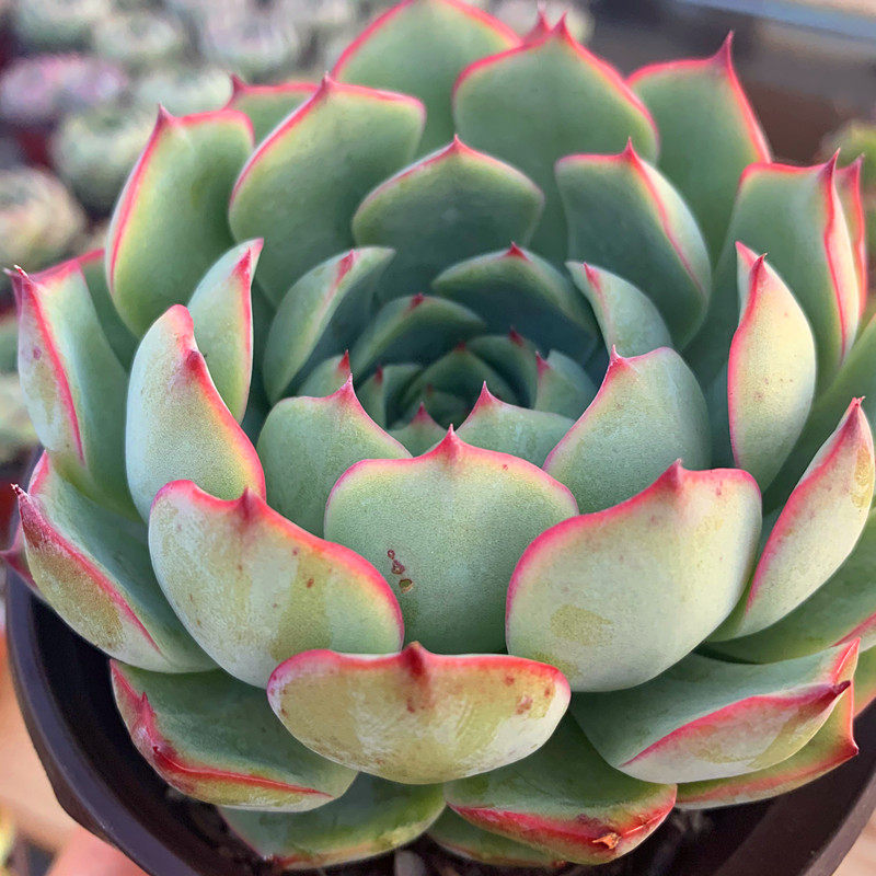 艳姬大单头多肉植物盆栽花卉绿植云南露养基地多肉植物