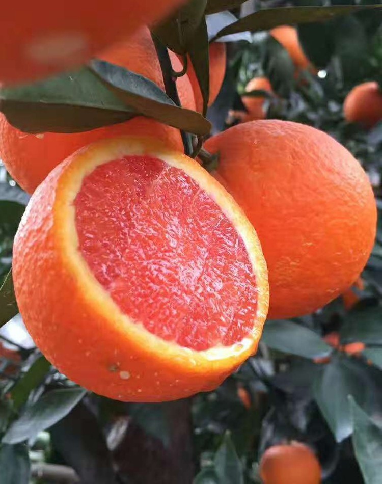 血橙5斤大个湖北宜昌秭归春橙脐橙姊中华红橙