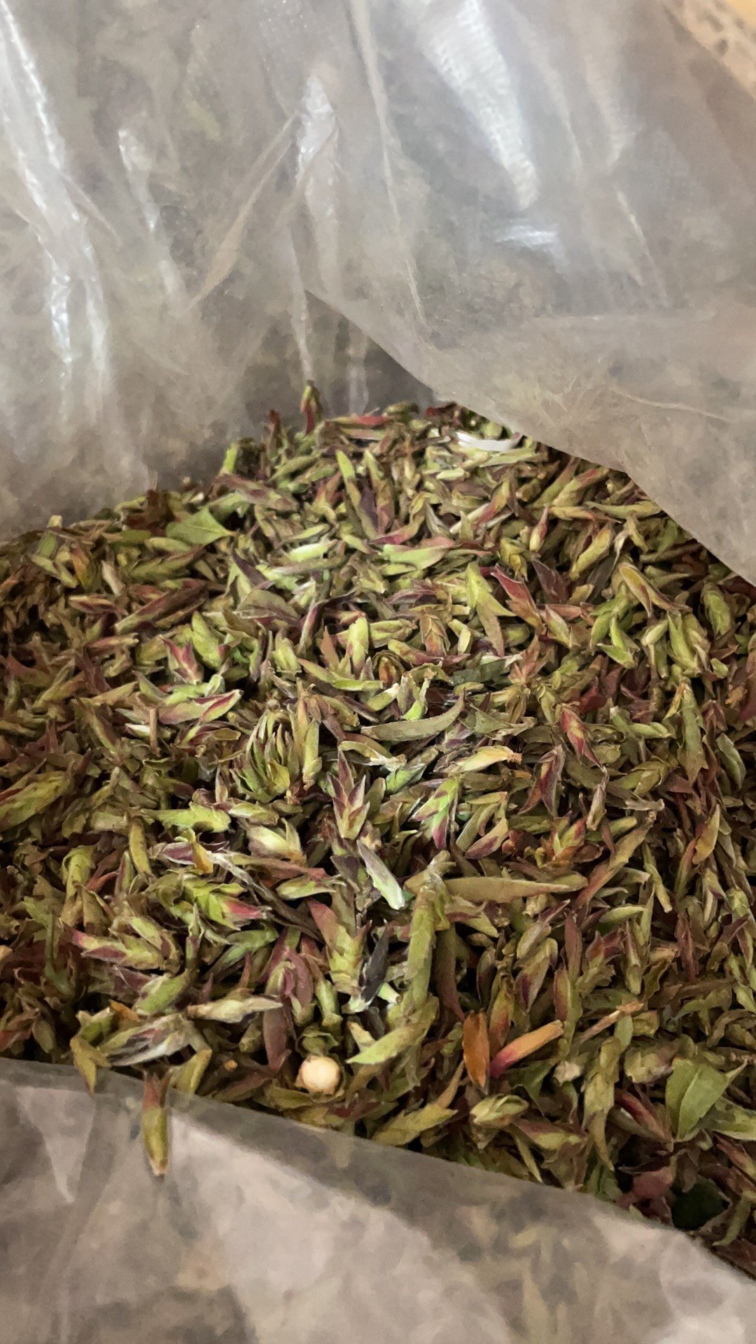 2019年云南千年纯野生紫芽孢普洱生小黑山雀嘴茶普洱