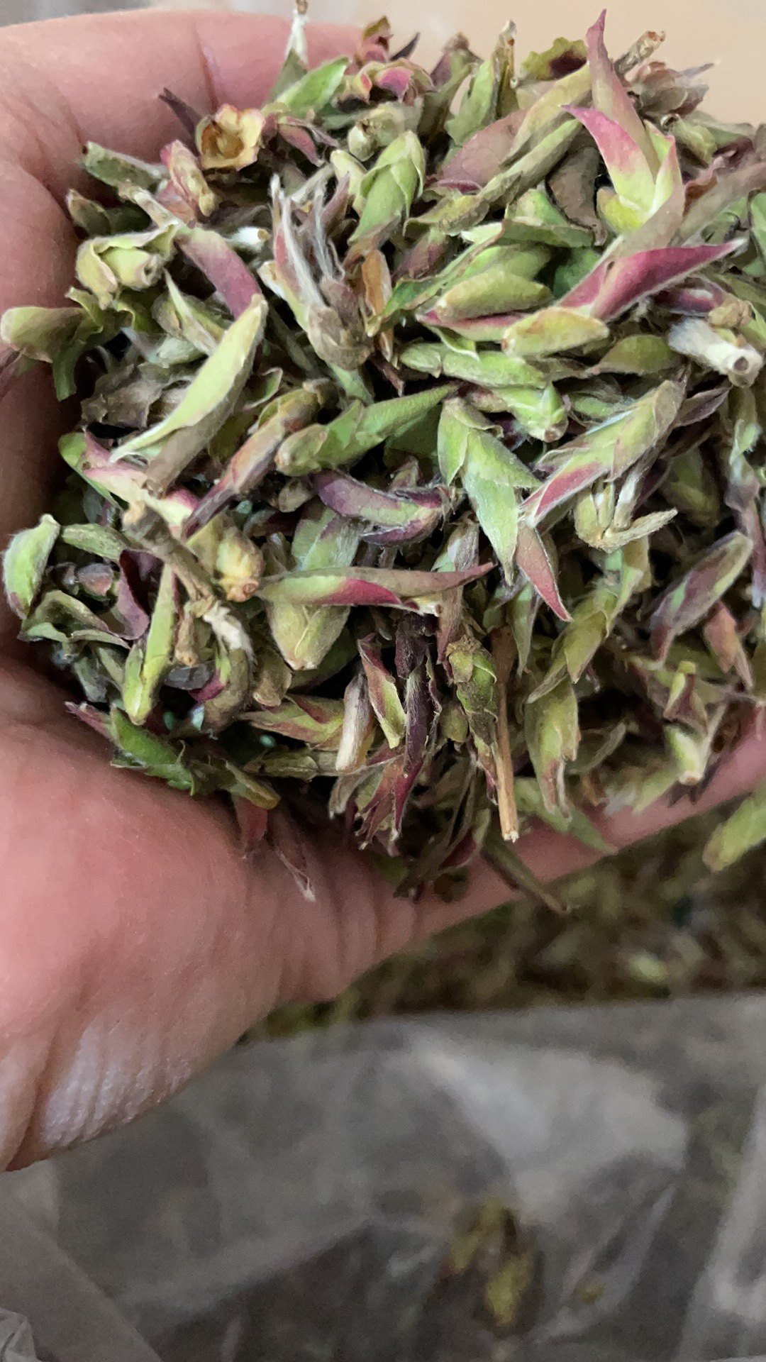 2019年云南千年纯野生紫芽孢普洱生小黑山雀嘴茶普洱