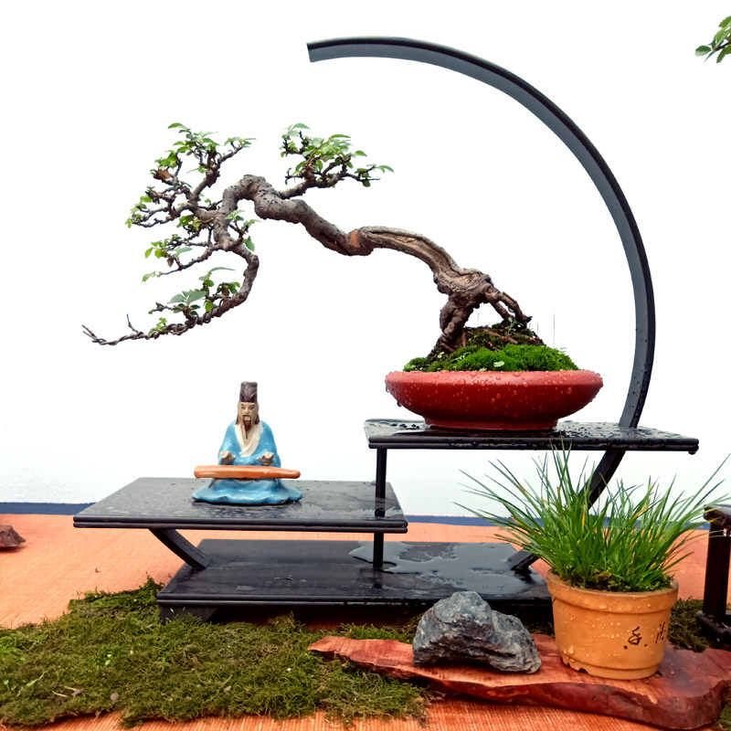 榆树矮霸老桩盆景小品黄杨树苗六月雪黄荆野山楂绿植