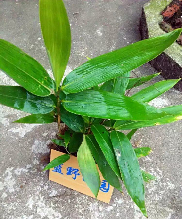 粽叶苗竹叶苗批发野生包粽子叶树苗粽叶种子箸叶苗盆栽满包邮