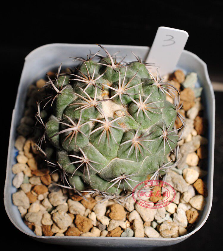 钢钉花球经典稀有实生仙人coryphanthatripugionacantha多肉植物