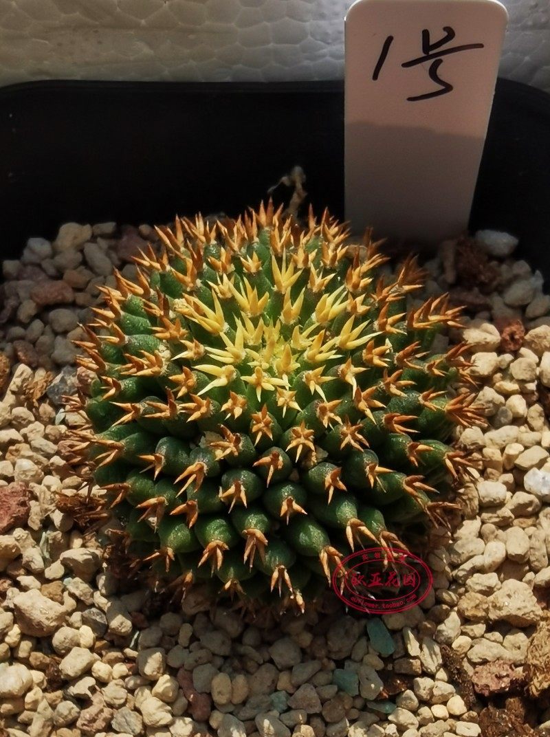 琴丝短刺豪刺mammillariacamptotricha乳突名贵仙人球多多肉植物