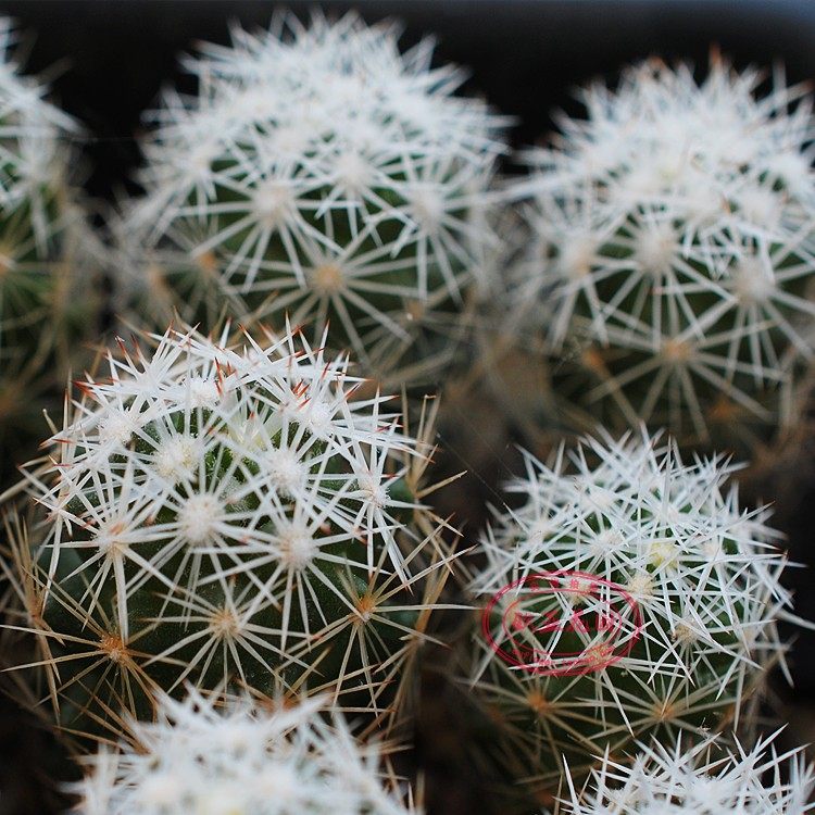 松球属美刺球仙人球实生苗白escobariagratevm545多肉植物