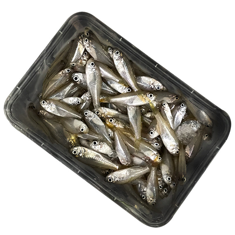 煲汤小海鱼野生衫亚鱼杉马鱼海鲜水产鲜活速冻新鲜杉马鱼每份500g