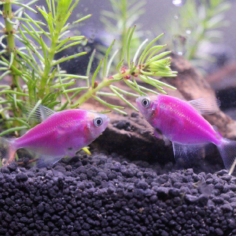 天使鱼柠檬紫衣七彩鱼绿灯科鱼孔雀斑马小型热带鱼