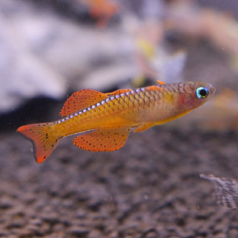 橘红红燕子鱼热带观赏观赏鱼鱼缸草缸上层鱼群鱼