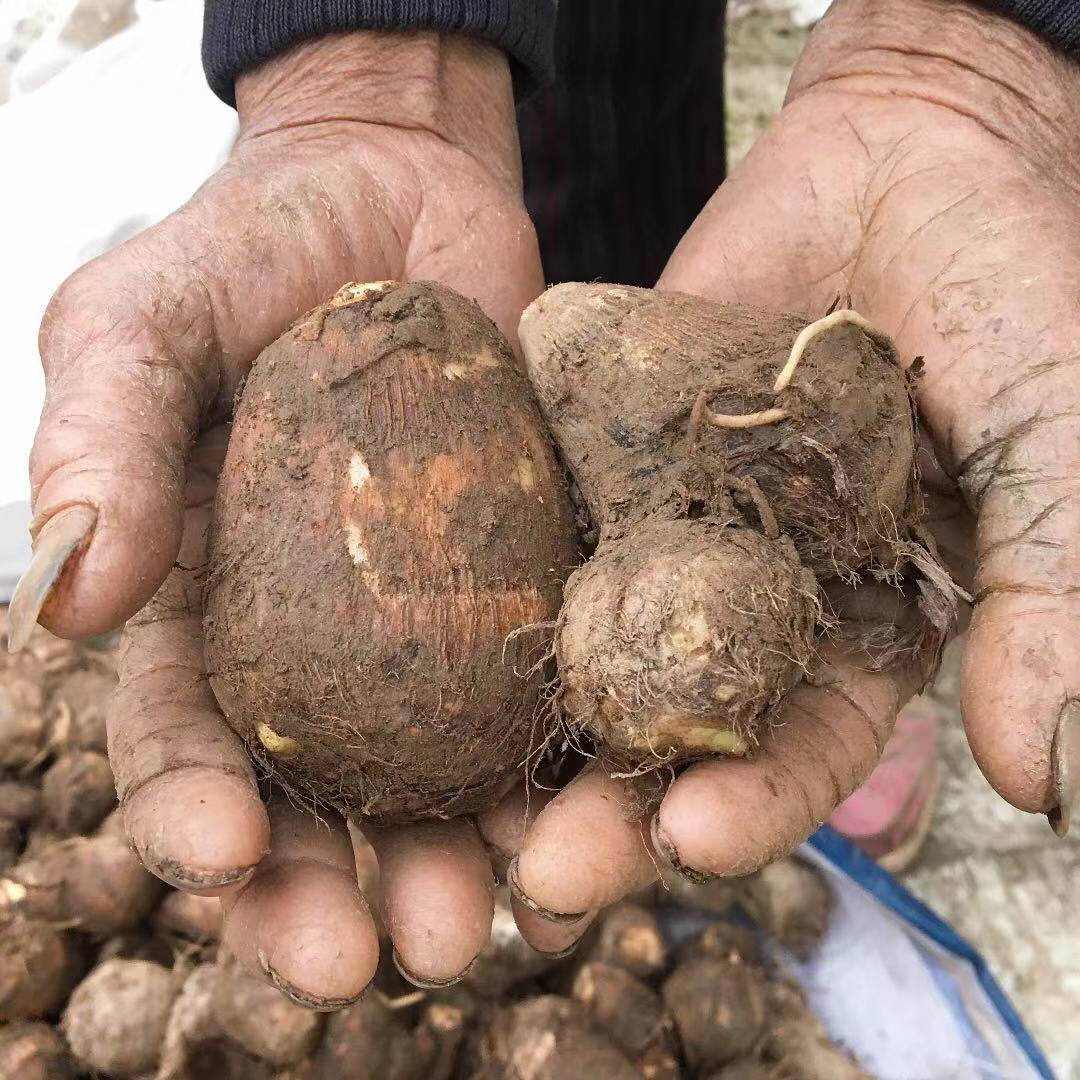 芋头湖北农家老奶奶自种毛香芋头儿软糯香甜5斤芋头
