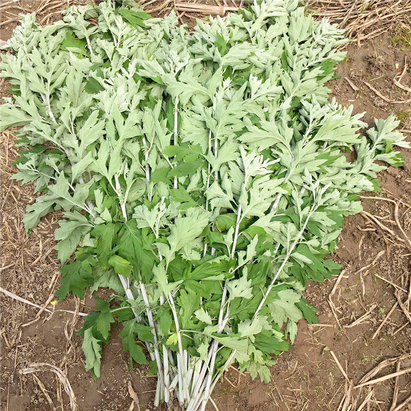 湖北端午节新鲜艾草青艾条艾叶驱蚊驱寒泡澡暖宫其它