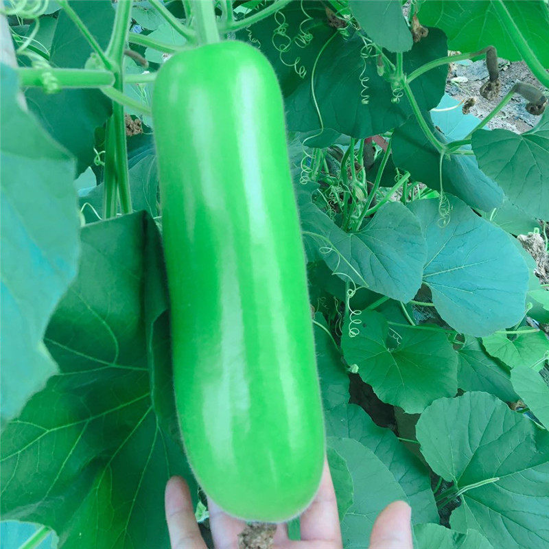 湖北农家自种胡子现摘蔬菜瓜蒲葫芦新鲜瓠瓜其它