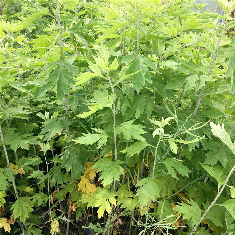 湖北端午节新鲜艾草青艾条艾叶驱蚊驱寒泡澡暖宫其它