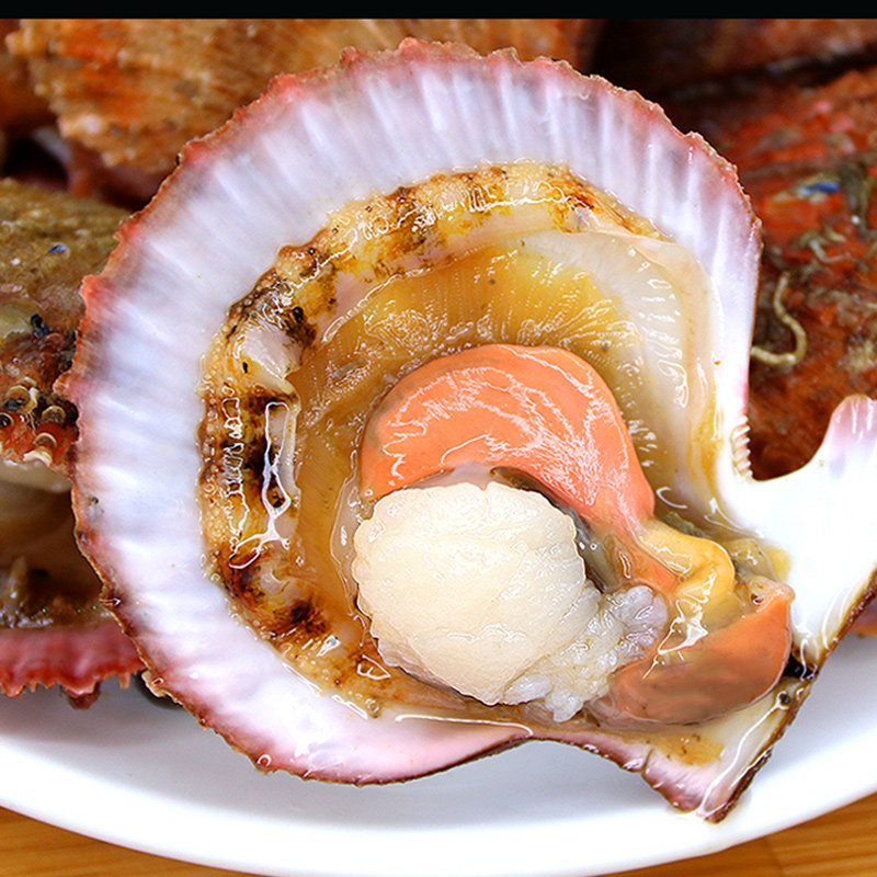 扇贝鲜活海鲜新鲜带壳水产贝壳小红粉丝烧烤扇贝