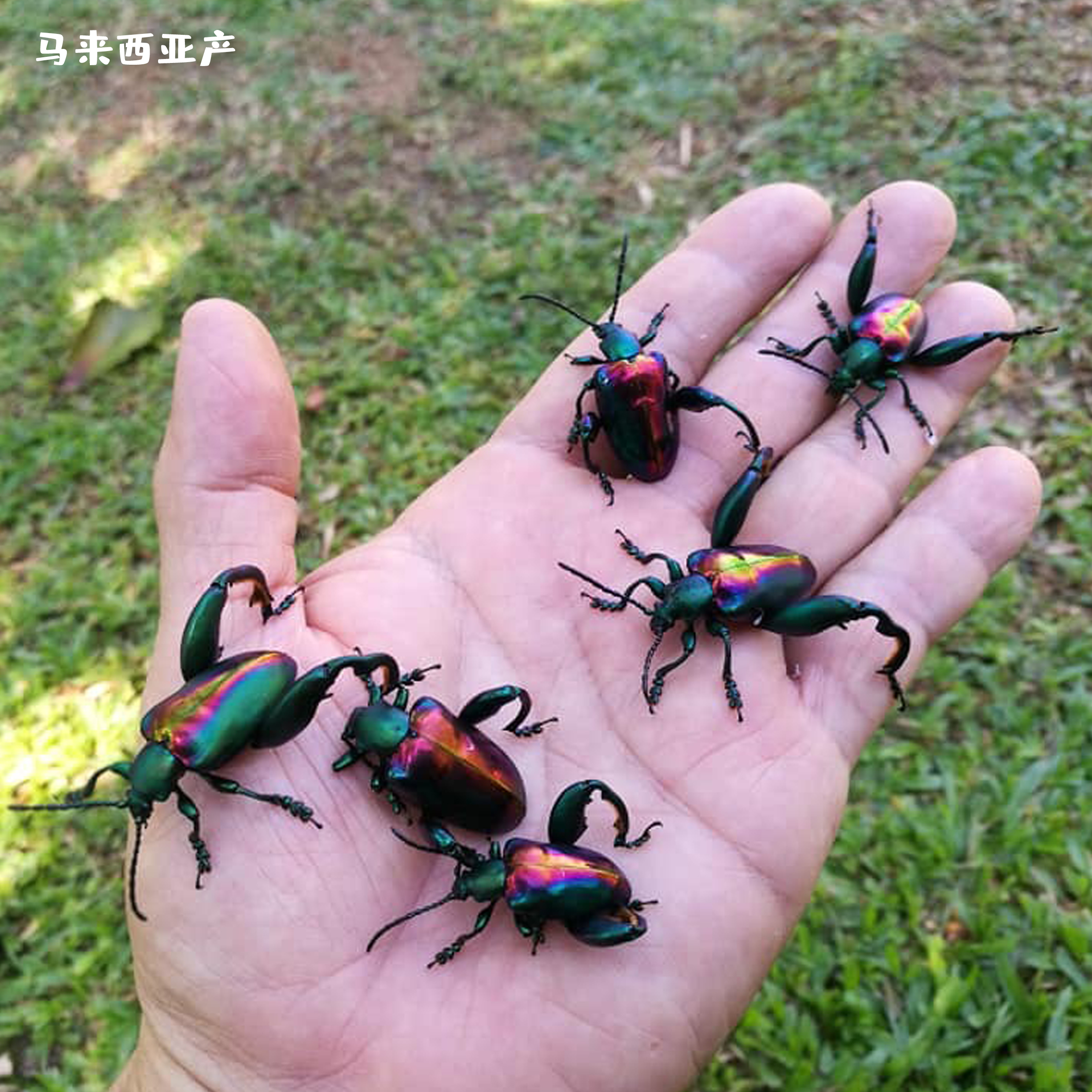 yccr宝石蛙腿茎甲成虫活体繁殖绚丽彩虹金属其他爬虫