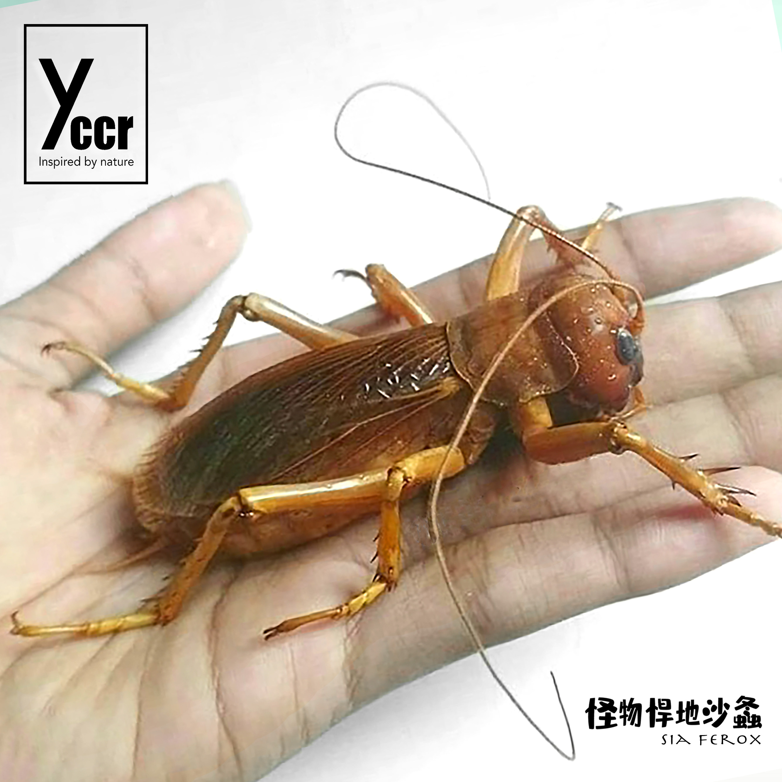 sia ferox怪物旱地沙螽活体成虫 爪哇岛产 虫皇帝无败绩虫王 猎奇