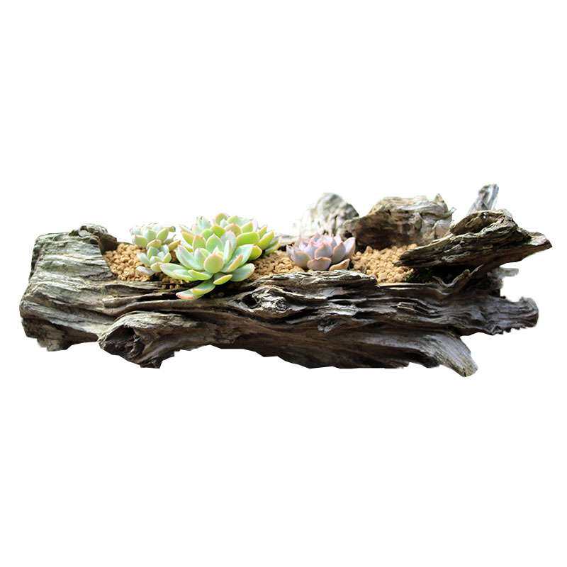 枯木老树根多肉花盆朽木树桩容器石斛空气凤梨根雕