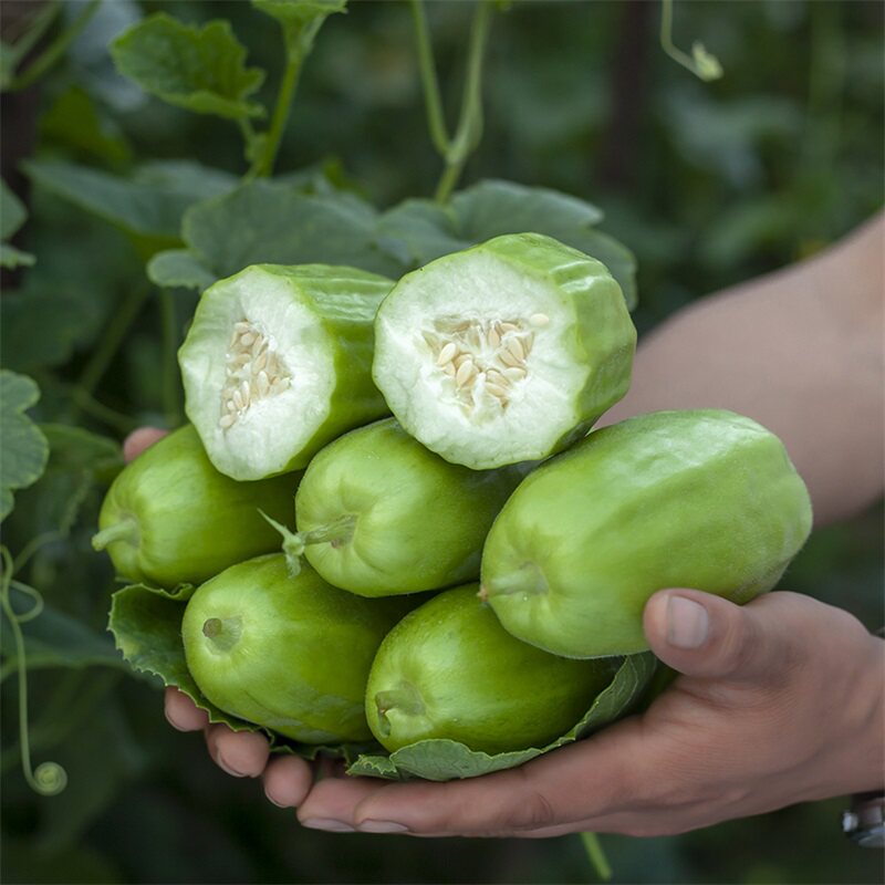 菜瓜产地黄瓜玉女梢瓜烧瓜直销新鲜糖瓜食用其它